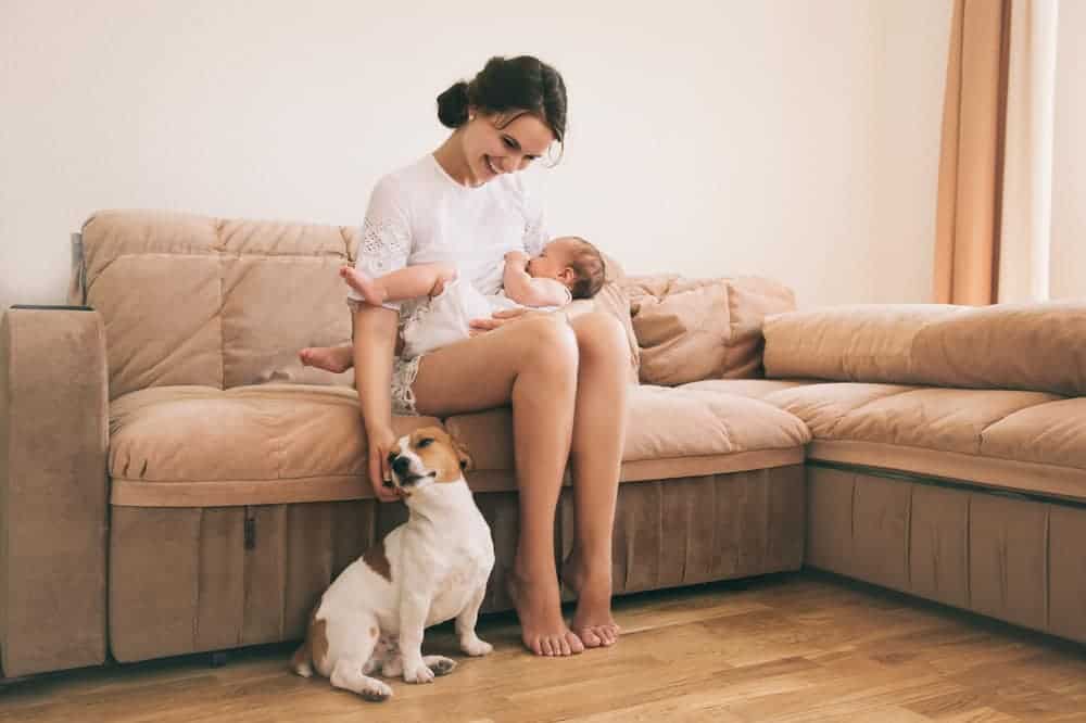 How to introduce your dog to a new baby podcast