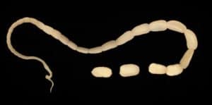 Common intestinal worms in cats Tapeworm