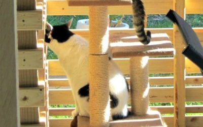 Michaela’s low-cost DIY catio