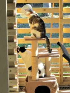 Michaela Lobb shares her ideas for a low-cost catio