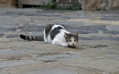 Should you let your cat roam outside?