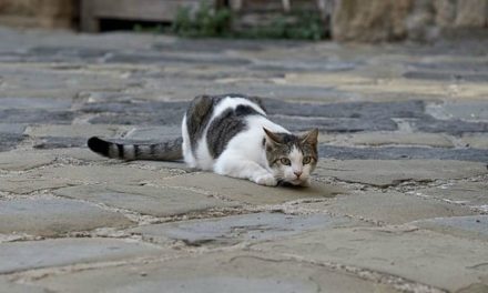 Should you let your cat roam outside?