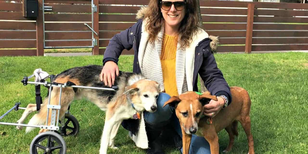 PetRescue’s Vickie Davy and her family of geriatric dogs and foster kittens