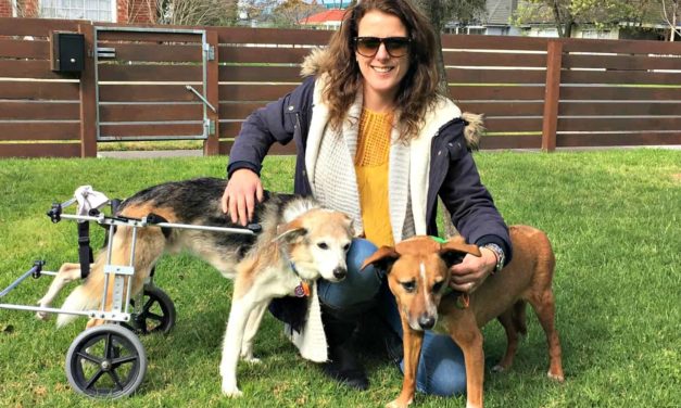 PetRescue’s Vickie Davy and her family of geriatric dogs and foster kittens
