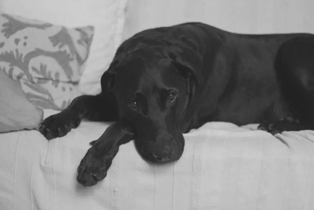 Labrador Retriever breed profile
