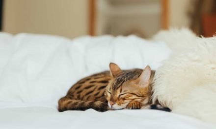 Winter Cat Care Talks at Cat Protection Society NSW
