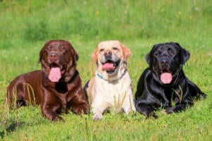 Labrador Retriever breed profile