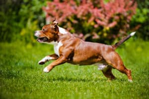 Staffordshire Bull Terrier breed profile