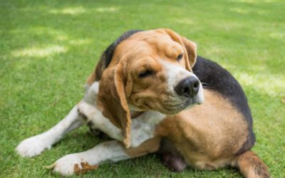Itchy skin in dogs explained by Vet Tina Levy
