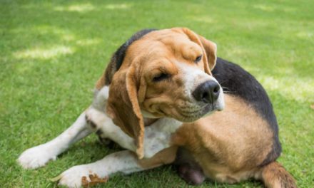 Itchy skin in dogs explained by Vet Tina Levy