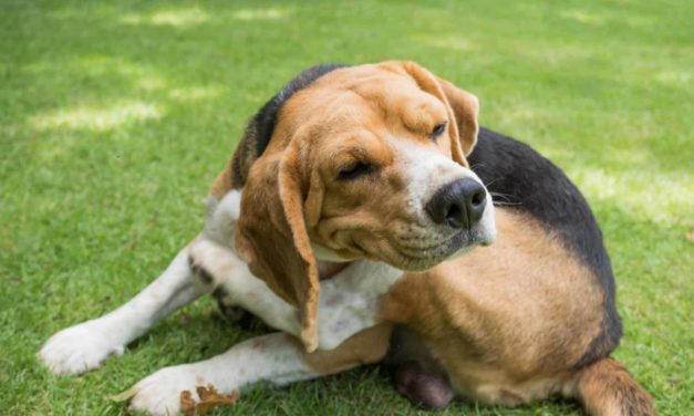 Itchy skin in dogs explained by Vet Tina Levy