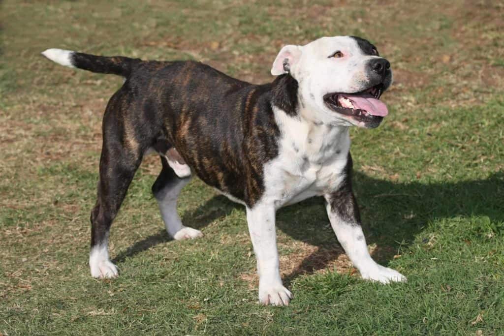 Staffordshire Bull Terrier breed profile
