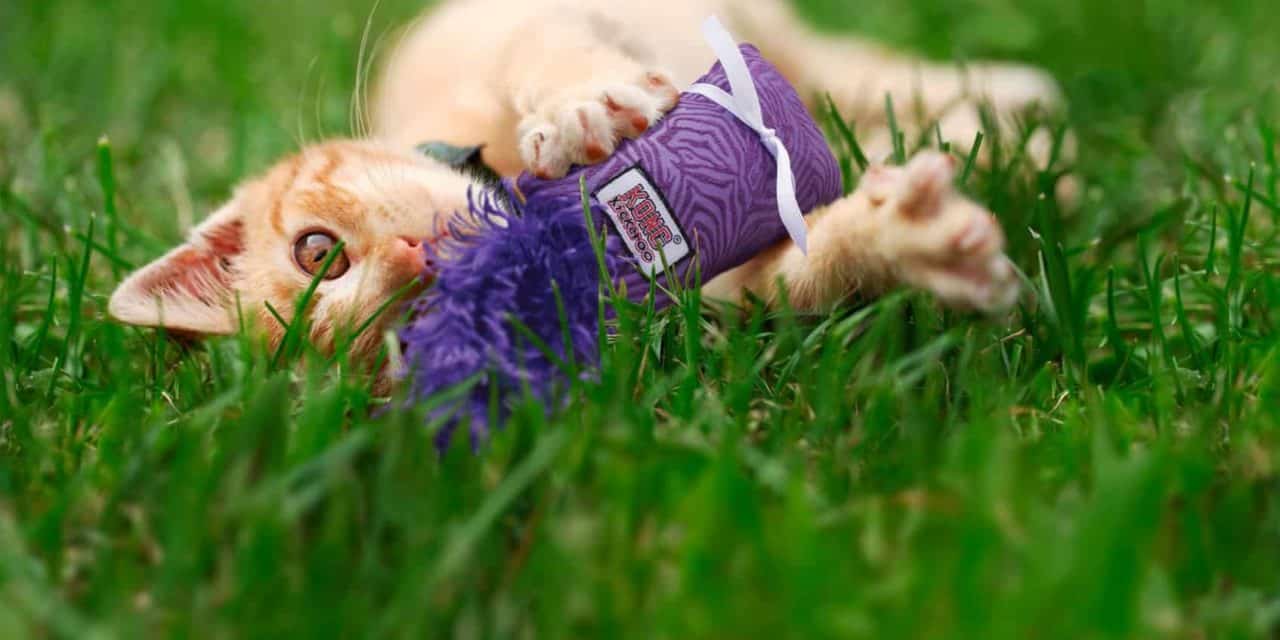 Keep your indoor cat entertained with KONG toys