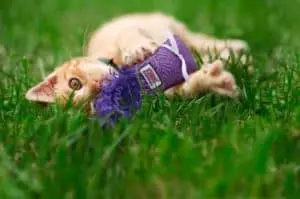 Indoor cat entertained with KONG toys