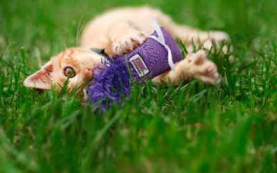 Keep your indoor cat entertained with KONG toys