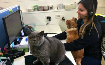 RSPCA NSW Safe Beds for Pets Q & A