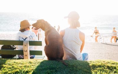 12 ways to celebrate National Dog Day 2017