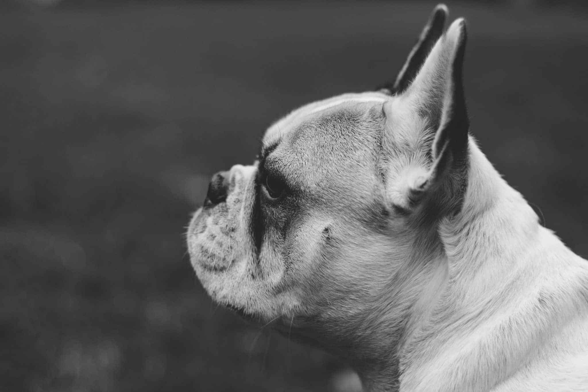 french-bulldog-pets4life-dog-training