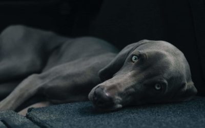 Managing osteoarthritis in dogs and cats