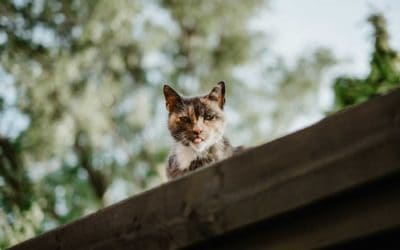 Vets treat shocking number of cat injuries