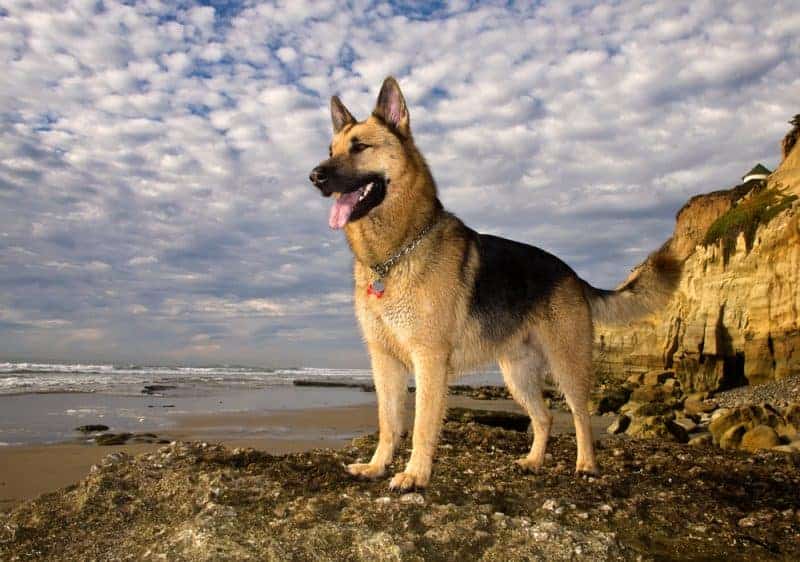German Shepherd Dog breed profile