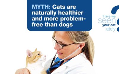 Over 35% of Aussie cats’ health at risk
