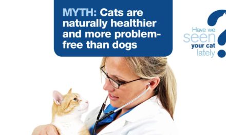 Over 35% of Aussie cats’ health at risk