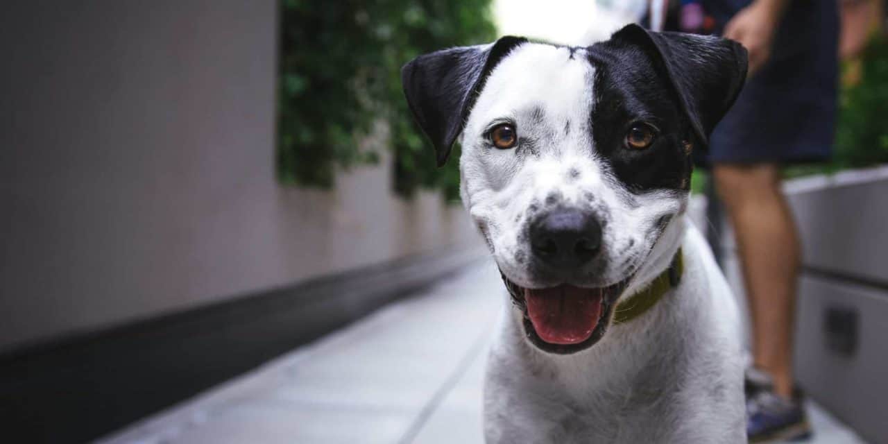 Dog breeder registration laws in Queensland