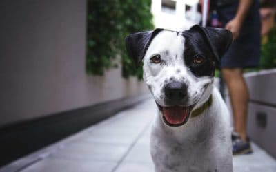 Dog breeder registration laws in Queensland