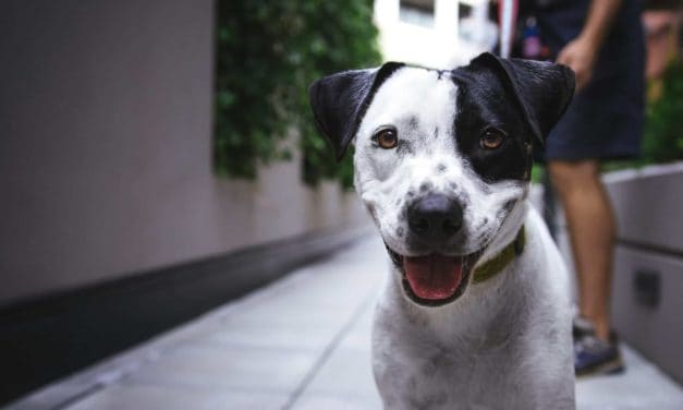 Dog breeder registration laws in Queensland