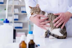 What to expect at your cat's health vet check-up