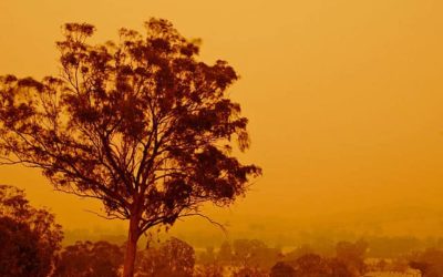 Bushfire safety for pets