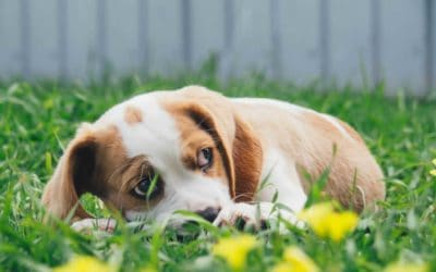 Mental illness in pets