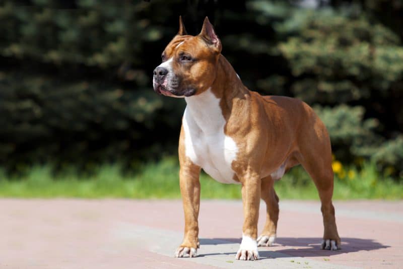 American Staffordshire Terrier breed profile -