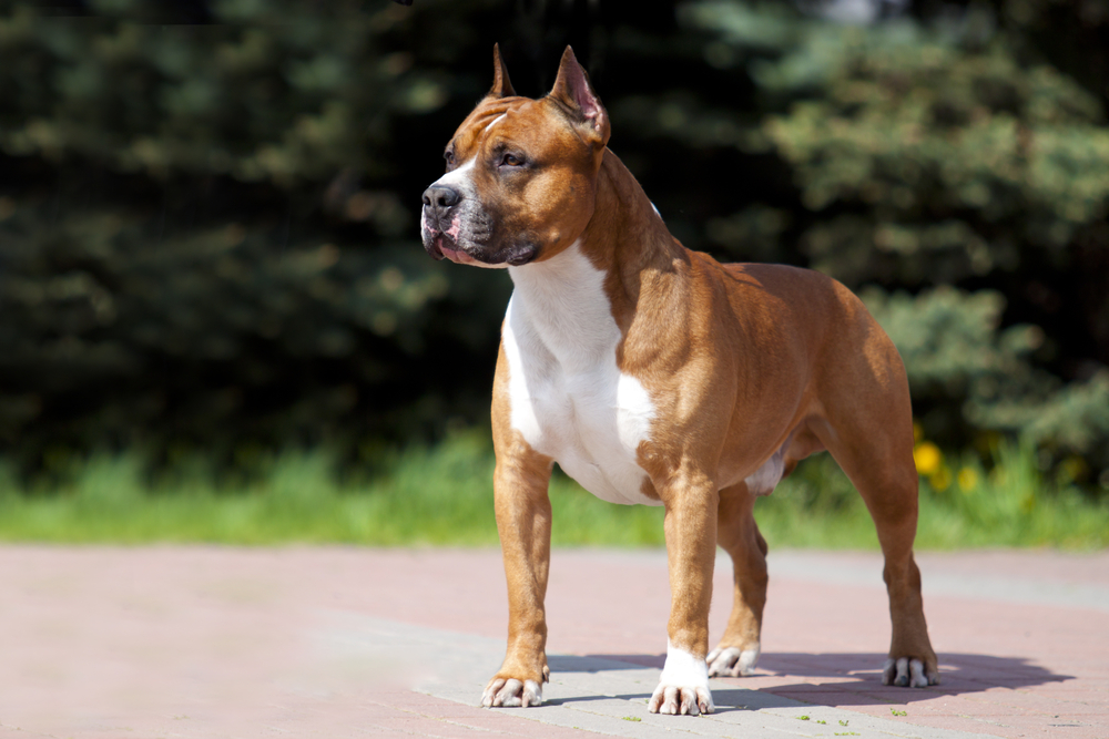 American Staffordshire Terrier breed profile