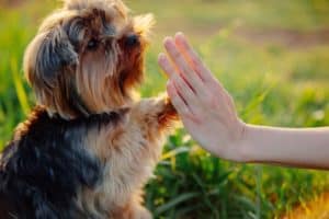 Aversive dog training relate to behaviour problems