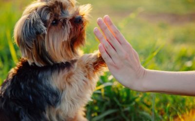 Aversive dog training relate to behaviour problems