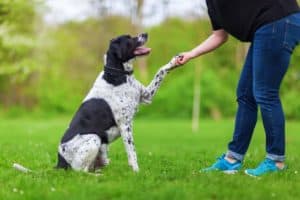 3 Common myths in dog training