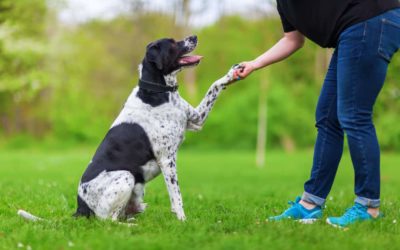 3 common myths in dog training