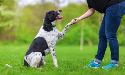 3 common myths in dog training