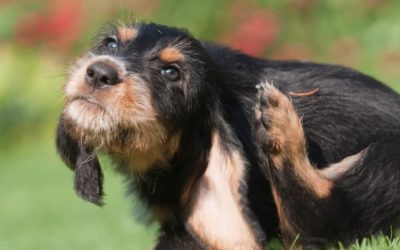 Springtime allergies in dogs
