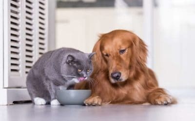 Truths about cat and dog nutrition by Dr Mina Magelakis