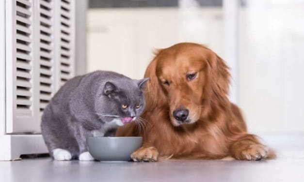 Truths about cat and dog nutrition by Dr Mina Magelakis