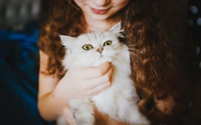 The human-cat relationship, 30 years of research