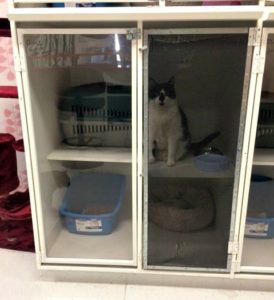 Tips for choosing a cattery