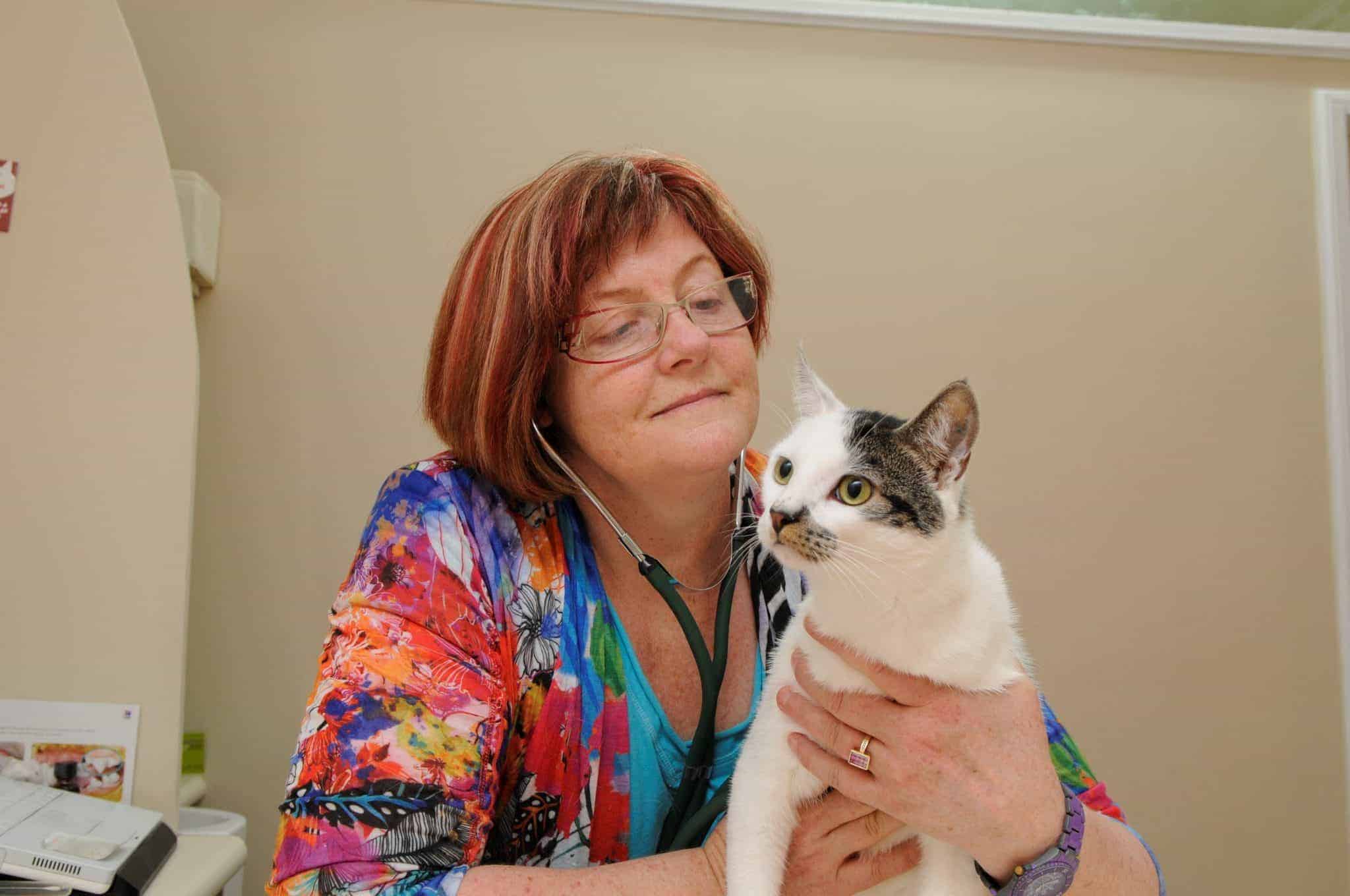 Cat Vet Dr Kim Kendall explains arthritis in cats Pets4Life Dog Training
