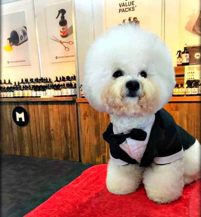 Dog grooming tips from Master Groomer Melanie Newman