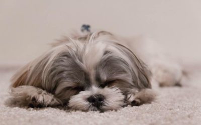 Parvovirus in Australia hot spots warning