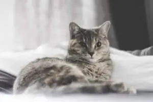Tips for choosing a cattery