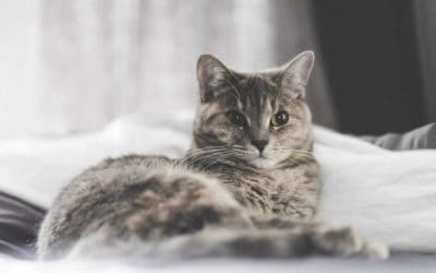 Cat Vet Dr Kim’s tips for choosing a cattery